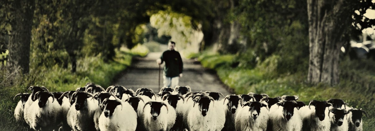 Northumberland-Family-Celebration-Sheep