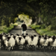 Northumberland-Family-Celebration-Sheep