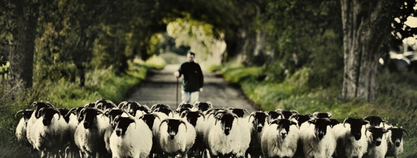 Northumberland-Family-Celebration-Sheep