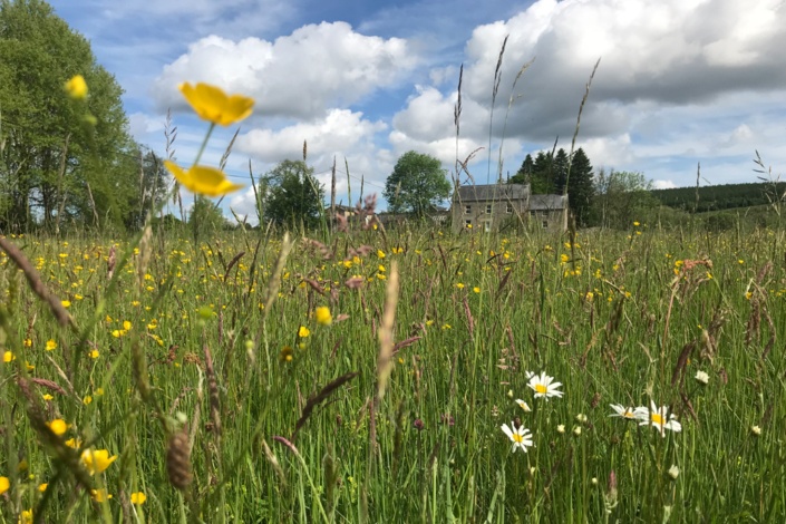 The Comb Reivers Grounds